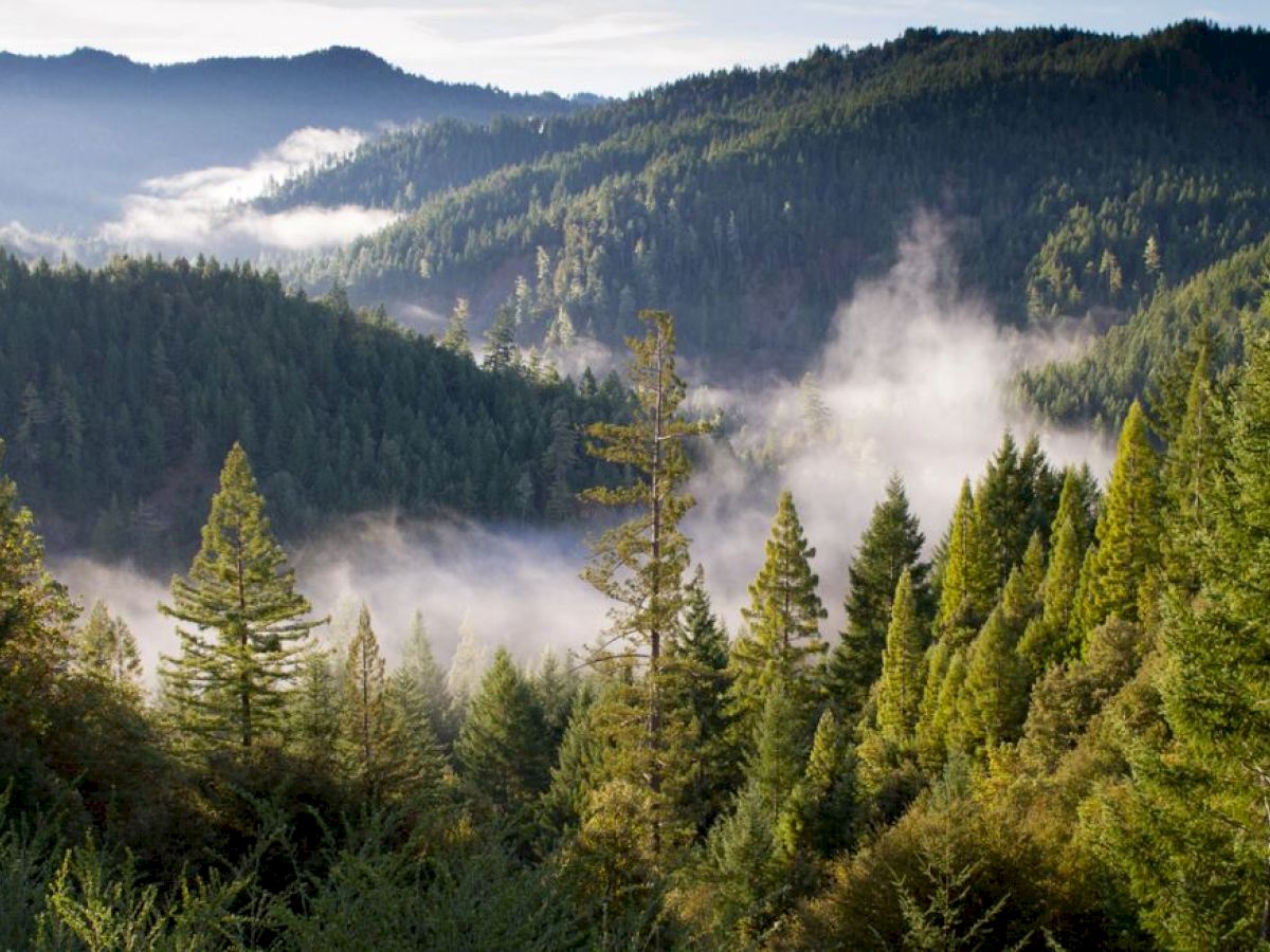 A lush, fog-covered forest landscape with rolling hills and dense evergreen trees under a slightly cloudy sky with beams of sunlight streaming in.